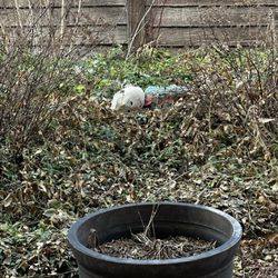 Castle Creek Inn - Unkept grounds