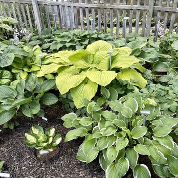HostaAmour - Nurseries & Gardening Near Me - Pelham, New Hampshire