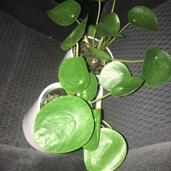 Trader Joe's - Chinese money tree - Grocery Near Me - San Jose, California