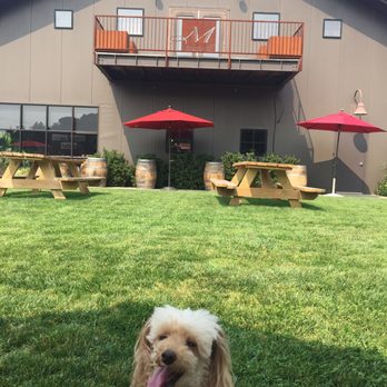 Mauritson Wines - Woof! Lounging on the Adirondack chairs sipping vino. - Wineries Near Me - Healdsburg, California Mauritson Wines - Woof! Lounging on the Adirondack chairs sipping vino. - Wineries Near Me - Healdsburg, California