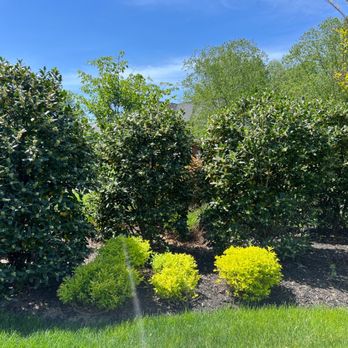 Green Hill Landscaping - Holly "Eggs" - Landscaping Near Me