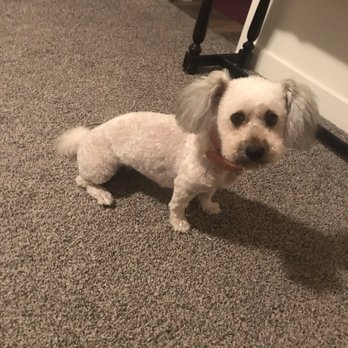 Ruff House - Missy - Pet Training Near Me - Orem, Utah