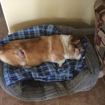 Thurman Veterinary Center - Prince resting after the Drs visit - Veterinarians Near Me - Bakersfield, California Thurman Veterinary Center - Prince resting after the Drs visit - Veterinarians Near Me - Bakersfield, California