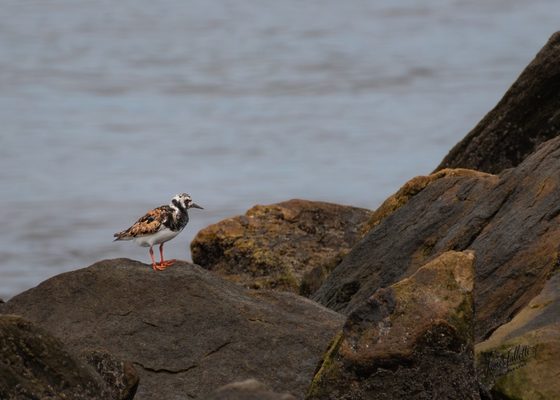 Sandy Hook – Gateway National Recreation Area by null