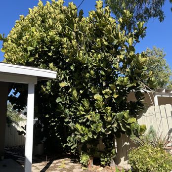 Wilmer’s Tree Service - Before - Tree Services Near Me Wilmer’s Tree Service - Before - Tree Services Near Me