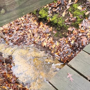 Anita C Leight Estuary Center - stream comes alive in the fall - Parks Near Me - Abingdon, Maryland