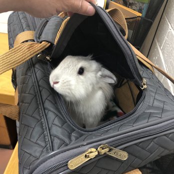 Redwood Veterinary Hospital - Winnie the Lionhead rabbit anxiously waiting to be called back to an examination room. - Veterinarians Near Me - Visalia, California Redwood Veterinary Hospital - Winnie the Lionhead rabbit anxiously waiting to be called back to an examination room. - Veterinarians Near Me - Visalia, California