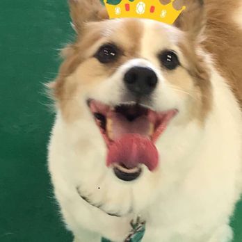 VIPet Resort - Snapchat update from VIPet Resort while we were out of town. - Pet Boarding Near Me - Orlando, Florida