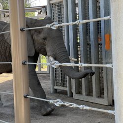 Elephant Odyssey - ENTERING for treatment.