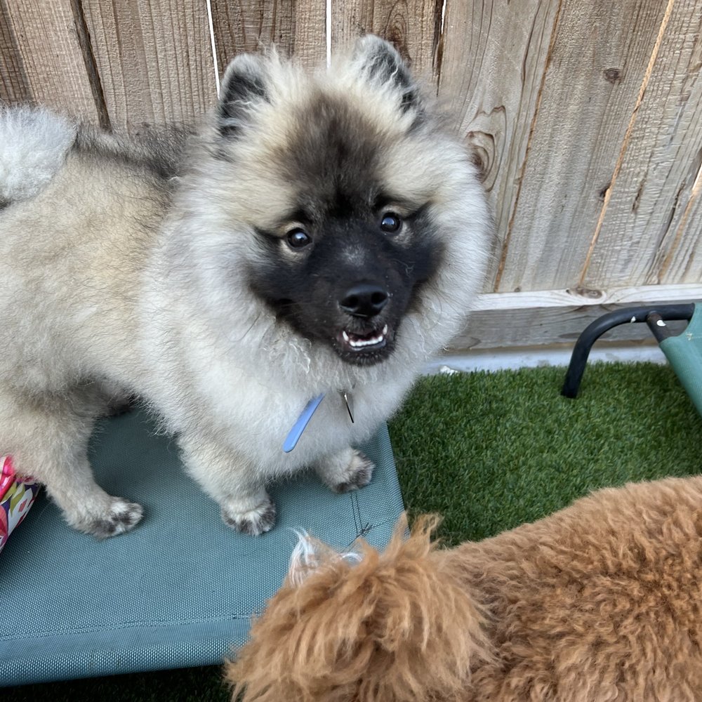 A Bark Idea - Always so excited to be at A Bark Idea! - Pet Training Near Me - Redondo Beach, California A Bark Idea - Always so excited to be at A Bark Idea! - Pet Training Near Me - Redondo Beach, California