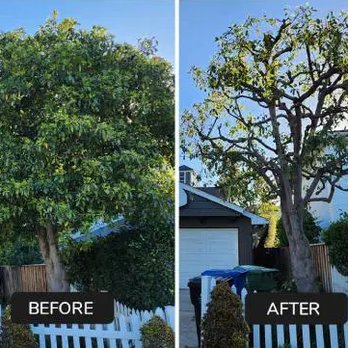 JR Tree Care - The most efficient and affordable tree services in LA County, call now for a free quote! - Tree Services Near Me