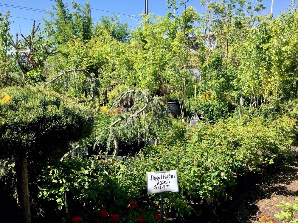 WESTSIDE NURSERY Updated October 2024 20 Reviews 397 W Winchester