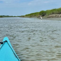 Great egret