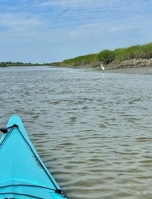 Savannah Canoe and Kayak by null