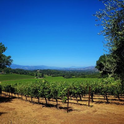 Farella Vineyard by null