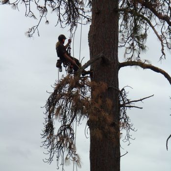 Limbwalker Tree Care - the office - Tree Services Near Me