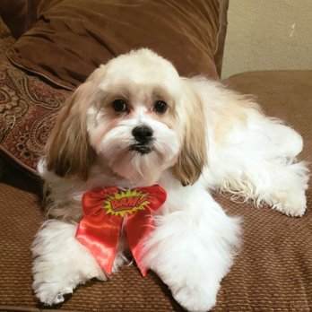 Perfect Pet Salon - Pet Groomers Near Me - Concord, California Perfect Pet Salon - Pet Groomers Near Me - Concord, California