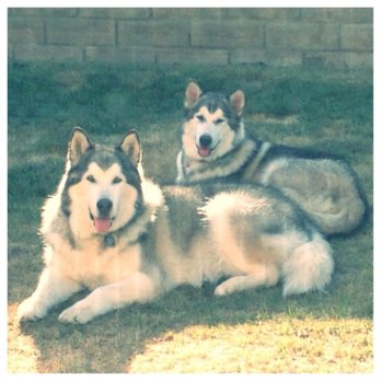 Double T Kennels - Pet Boarding Near Me - Simi Valley, California