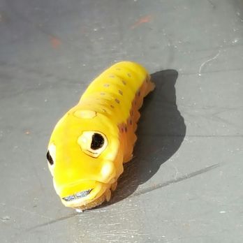 Bush's Chicken - Caterpillar, the back looks like a face - Chicken Shop Near Me - Forney, Texas Bush's Chicken - Caterpillar, the back looks like a face - Chicken Shop Near Me - Forney, Texas