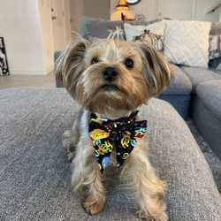 Above All Grooming - What I wanted