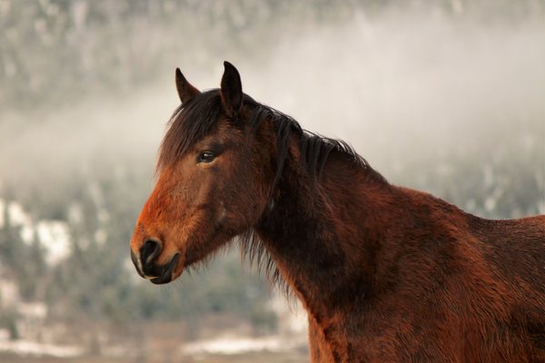Deerwood Ranch Wild Horse EcoSanctuary by null