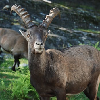 Parc Omega - ibex - Zoos Near Me - Montebello, Quebec