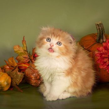 Cuteness Overload Kittens - Munchkin Persian Scottish Fold - Pet Breeders Near Me