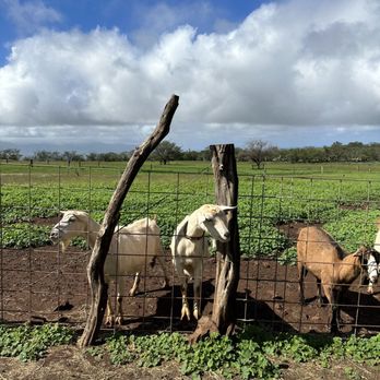 Surfing Goat Dairy - Cheese Shops Near Me - Kula, Hawaii Surfing Goat Dairy - Cheese Shops Near Me - Kula, Hawaii
