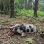 Photo of Tioga Boar Hunting