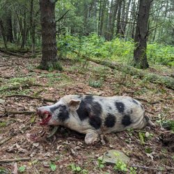 Tioga Boar Hunting