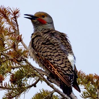 Lunch Tree Hill Loop Trail - Beautiful but very noisy Northern Flicker - Hiking Near Me - Moran, Wyoming