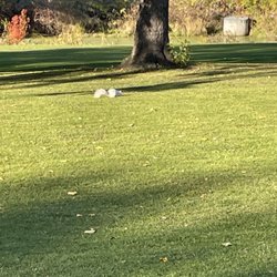 Roseville Cedarholm Golf Course - White squirrel on the fairway.