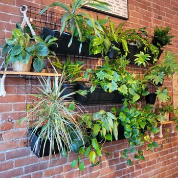 Sole City Coffee - Plant wall - Cafes Near Me - Johnson City, New York