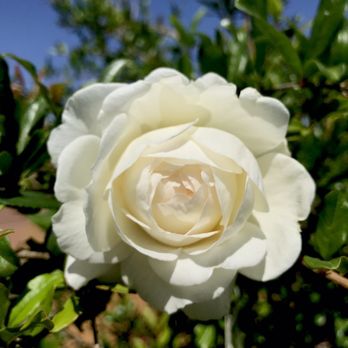 Louie's Nursery - David austin - Nurseries & Gardening Near Me - Riverside, California Louie's Nursery - David austin - Nurseries & Gardening Near Me - Riverside, California