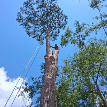 Triangle Tree Services - Tree Services Near Me - Four Oaks, North Carolina