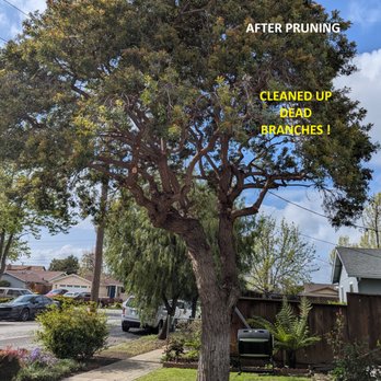 JMV Tree Service - After pruning, so much more light and cleaned up branches - Tree Services Near Me - Hayward, California