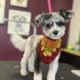 Eris Arcana Pet Artistry