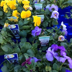Sherringhams Nursery - Love the Pansies!