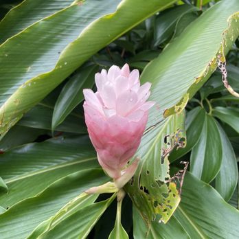 Botanical World Adventures - Botanical Gardens Near Me - Hakalau, Hawaii