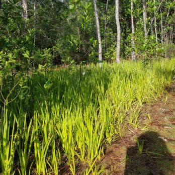 Tibet-Butler Preserve - Redroot grass - so pretty! - Parks Near Me - Orlando, Florida Tibet-Butler Preserve - Redroot grass - so pretty! - Parks Near Me - Orlando, Florida