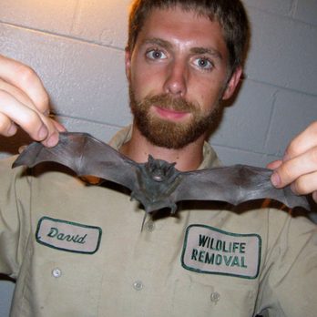 Wildlife Removal - Wildlife Control Near Me Wildlife Removal - Wildlife Control Near Me
