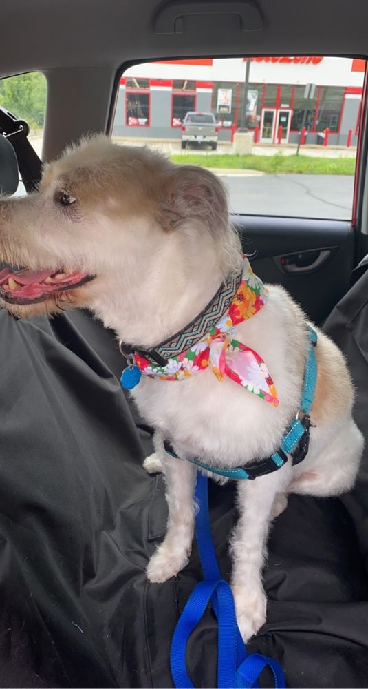 ALL FUR PET GROOMING Updated September 2024 24 Photos & 13 Reviews