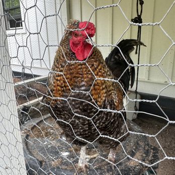 Julep Farms - Standing Guard - Farms Near Me - Dillard, Georgia