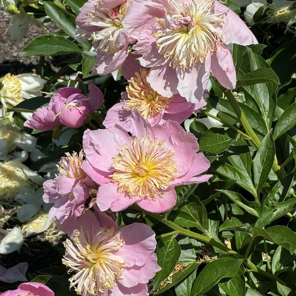Avon Gardens - Landscaping Near Me - Avon, Indiana