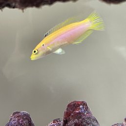 Candy Hogfish Candy Hogfish