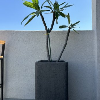 Plumeria Palace - Plumeria plant - Nurseries & Gardening Near Me - Orange, California Plumeria Palace - Plumeria plant - Nurseries & Gardening Near Me - Orange, California