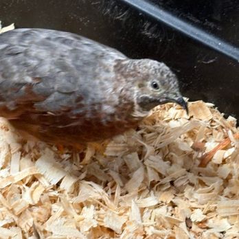 Small Town Pets - Pet Stores Near Me - Warren, Pennsylvania Small Town Pets - Pet Stores Near Me - Warren, Pennsylvania