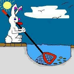 Rabbit Pool Services