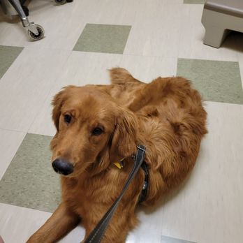 Goodwill - Winston now almost 8 months old. They love seeing him grow up. - Donation Center Near Me - San Tan Valley, Arizona