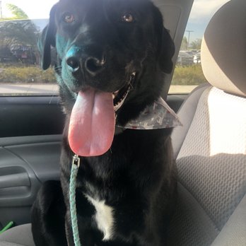 Shiny Paws & Claws - Pet Groomers Near Me - Fontana, California Shiny Paws & Claws - Pet Groomers Near Me - Fontana, California